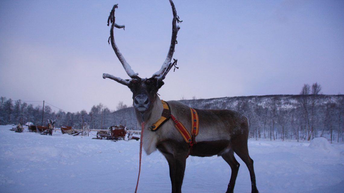 Tenontie vie Lapissa